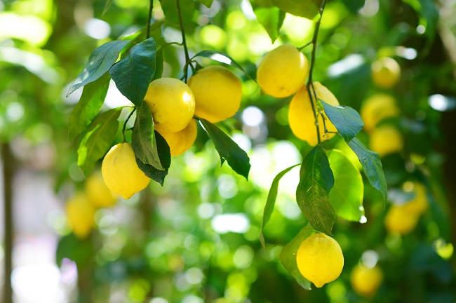 Proprietà del limone