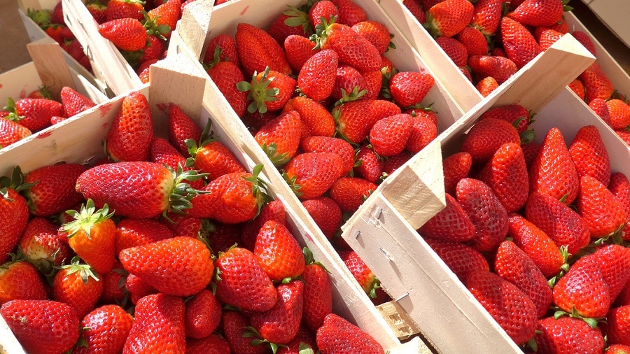Fragole proprietà